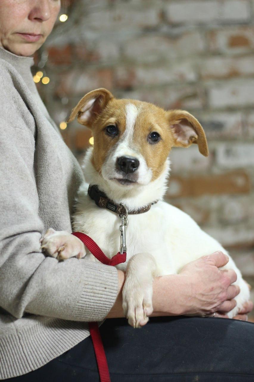 Chiens à adopter